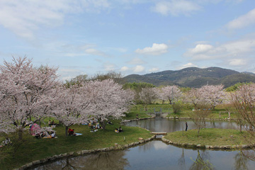 桜の写真画像素材集