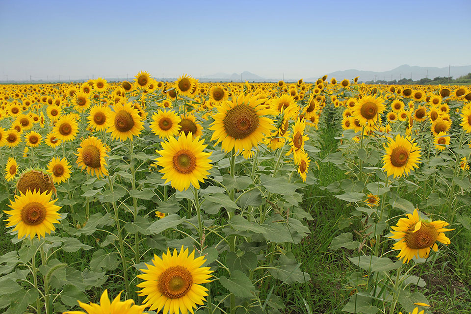 ひまわり花畑のフリー写真画像素材 イラストフォト