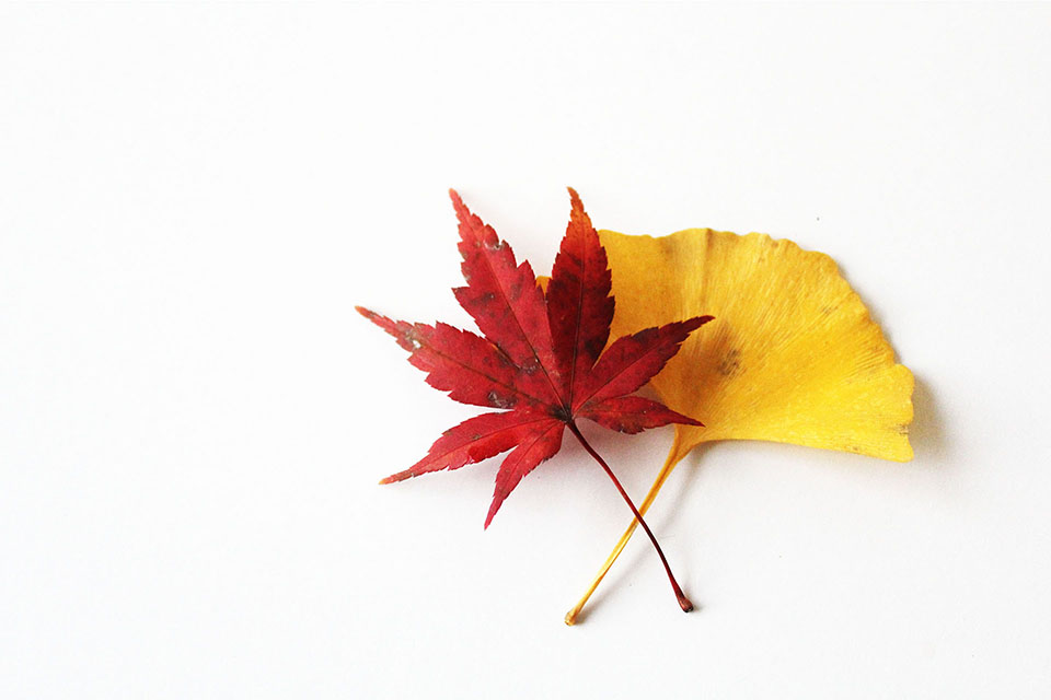 紅葉のフリー写真画像素材 イラストフォト