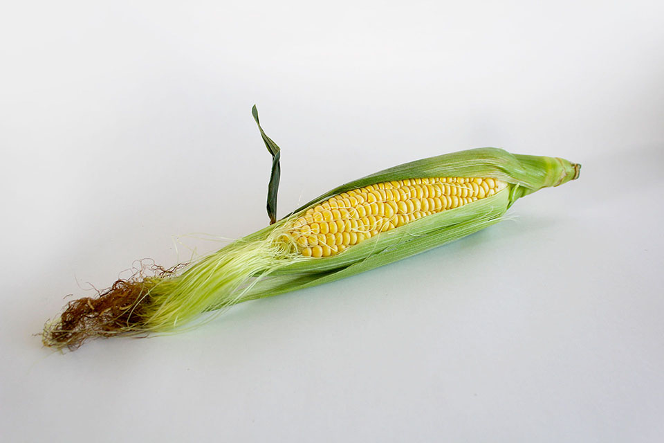 トウモロコシのフリー写真画像素材 イラストフォト