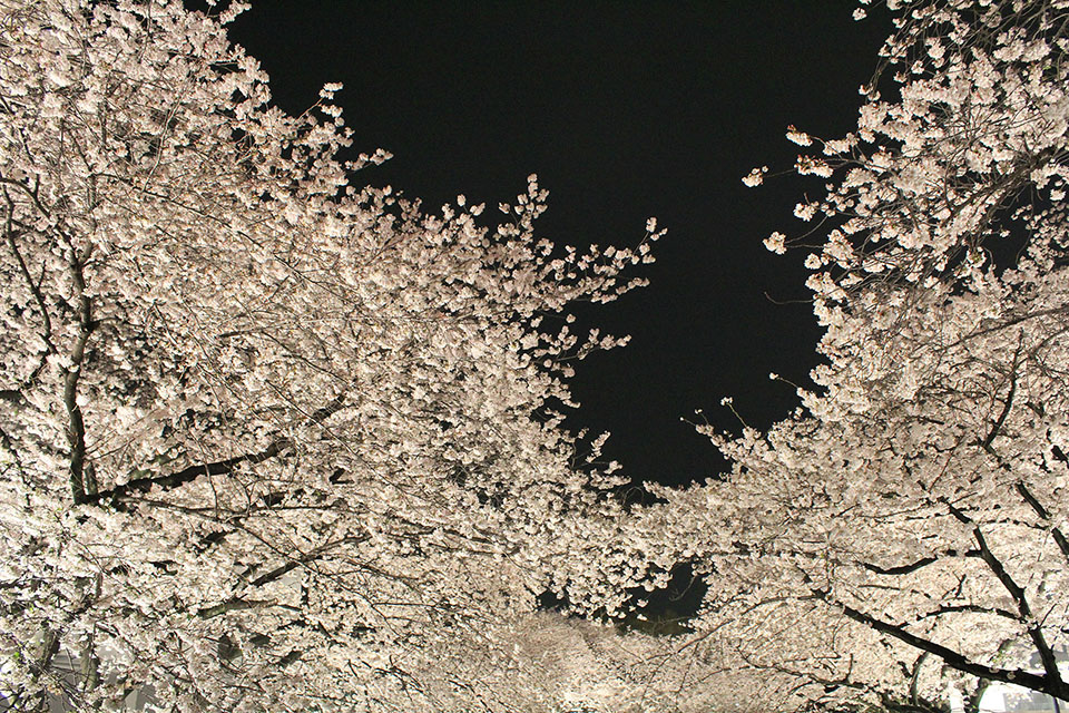 桜のフリー写真画像素材 イラストフォト